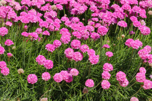 Armeria Maritima